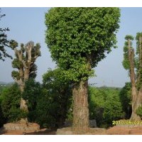 供應移植香樟，胸徑30----80公分，數(shù)量1000株