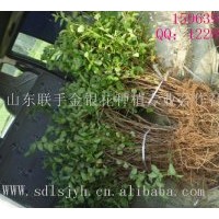 供應(yīng)山東樹形四季金銀花苗木