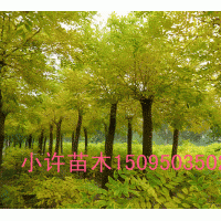 供應金枝國槐