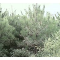 大量供應(yīng)油松0.1-6米苗圃定植和8-14米林地油松
