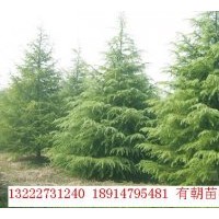 供應(yīng)雪松、蜀檜、龍柏、紅葉石楠、香樟等