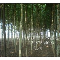 出售占地法桐8-15公分6000棵