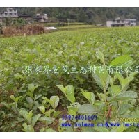 榿木苗木