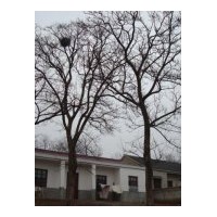 供應(yīng)重陽木、樂昌含笑