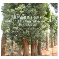 香樟價(jià)格|香樟樹價(jià)格|香樟報(bào)價(jià)|香樟的價(jià)格|香泡樹價(jià)格|湖南香樟