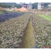 供應香樟小袋苗