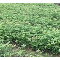 銷售桂花1-2年生小苗4-40公分的金桂、丹桂、朱砂