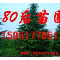 南京雪松價格