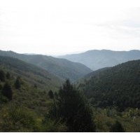 供應(yīng)1--5米鋪地有枝 白皮松山苗 胸徑20--35白皮松
