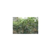 李灣村花木公司:出售工程苗木石楠.紅.黃.紫.白.廣玉蘭.龍爪槐.紫
