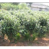 供:茶花球、紅繼木球、海桐球、桂花球、羅漢松球