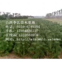 山西；油松 白皮松華山松雪松側(cè)柏冬青供應(yīng)