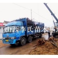 山西；國(guó)槐 刺槐龍爪槐香花槐紫葉李皂角榆樹