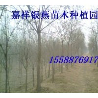大量供應(yīng) 國(guó)槐 法桐 合歡綠化苗木
