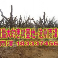 大規(guī)格棗樹(shù)