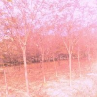 句容四季青園藝場(chǎng)供應(yīng)優(yōu)質(zhì)櫸樹