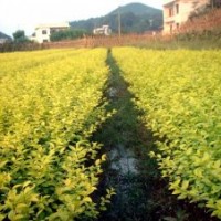 龍柏、衛(wèi)矛、扶芳藤、金葉女貞、大葉黃楊、