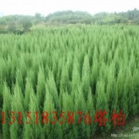 供應蜀快，燕尾，萱草，麥冬，草坪，紅葉小檗，