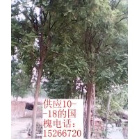 大規(guī)格國(guó)槐