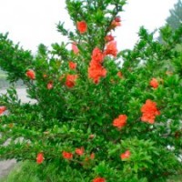 牡丹花石榴、叢生花石榴、花石榴小苗