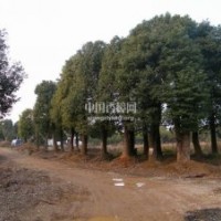 供應(yīng)15-50公分精品香樟樹(shù)