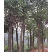 苗圃低價供應(yīng)8公分以上全冠、移植香樟