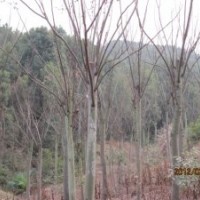 湖北宜昌三峽鑫林苗圃低價供應(yīng)8公分以上全冠、移植欒樹