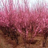 山東泰山子豪苗木合作社供應(yīng)：垂柳 雪松 黑松 旱柳 油松 龍柏 榆