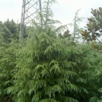 供應雪松 廣玉蘭 白玉蘭 香樟