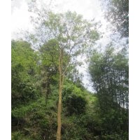 紫薇樹