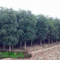 供應(yīng)桂花小苗-桂花2公分3公分4公分桂花5公分桂花價格