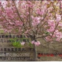 膠南宏偉櫻花繁殖基地