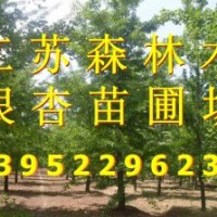 專供優(yōu)質(zhì)銀杏樹