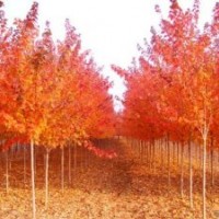 供應(yīng)美國紅楓小苗，紅楓小苗，美國紅楓樹苗，紅楓苗