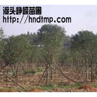 供應(yīng)米徑4-12公分八月桂20000棵?。?！