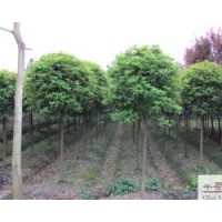 供應(yīng)四季桂40-50公分