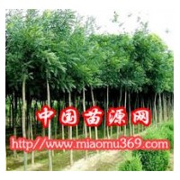 白臘苗木專業(yè)供應(yīng)商！