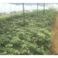 大量供應鴨腳木帶苗 地苗