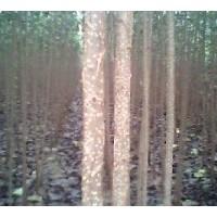 供應(yīng)3-15公分國槐，毛白楊