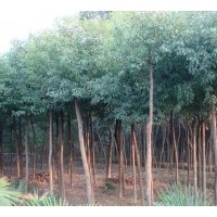 供安徽大葉女貞。紫薇。香樟。桂花。廣玉蘭。紅葉李。等等