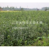 基地直銷：扶芳藤.衛(wèi)矛.龍柏.紅瑞木.灑金柏.金葉女貞.紅葉小檗.