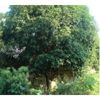 供應色塊苗木,紅花繼木，杜鵑，夏鵑，紫鵑，金葉女貞，金邊黃楊