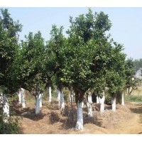供應各種規(guī)格紅楓、香樟、桂花