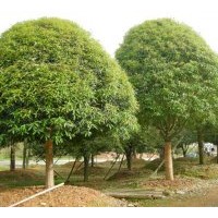 低價精品桂花,全冠大桂花,大桂花樹,金桂,丹桂