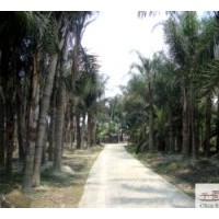成都工程苗木蒲葵地經(jīng)：20公分