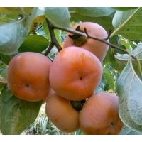 供各地柿樹(shù)成品苗