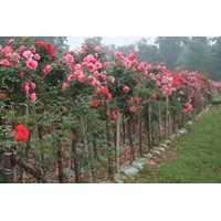 供應(yīng)奧運(yùn)花卉樹狀月季