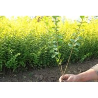產(chǎn)地銷售3-6分枝金葉女貞、紅葉小波、連翹等花木