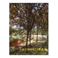 供應(yīng)紅葉李 紫薇，烏桕樹，廣玉蘭，高桿《大葉》女貞