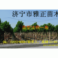供應(yīng)造型法桐（10-20公分）